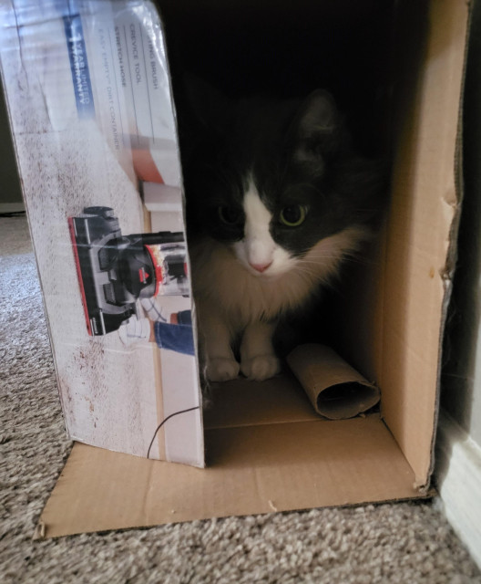 A floofy grey and white cat is peering out of the cardboard box from a vacuum cleaner. Next to her is her "kill," a cardboard roll for toilet paper.