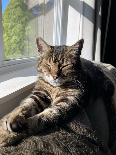 Tabby cat lounging on the back of a sofa next to a sunny window. Hie eyes are mostly closed, his front legs stretched out in front of him with his paws crossed.