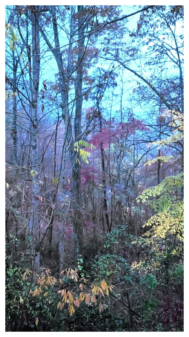 A dense autumn forest with tall, leafless trees and some trees displaying yellow and red leaves. The sky above is pale blue, and the scene is filled with underbrush and foliage in various shades of green, yellow, and purple.