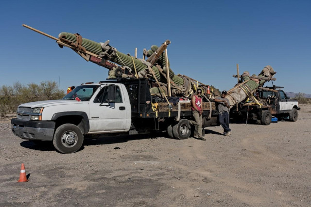 A color landscape photo of two men standing near the back of two flatbed trucks parked back to back. One truck has a white cab and the other a white and dark blue cab. On the back of each truck is a single saguaro cactus that's at least fifteen feet tall or more. The cacti are carefully padded, braced with wood framework, and tied down to the trucks. The sky is clear and blue.