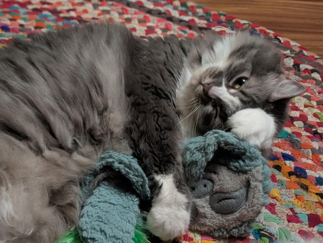 Photo of a floofy grey cat (my sweet kitty Fell) with white paws, a white ruff, and a white blaze down her nose. She is lying on her side on a braided rainbow rug, curled around a pale blue toy sloth, one mittened paw curled over her nose and one draped lovingly over the sloth like a child sleeping with a favorite plushie.
