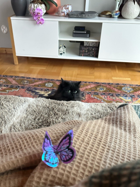 En svart katt ger ordentlig side-eye och kikar emot en lila plastfjäril som hon dödat och gett till matte som en gåva