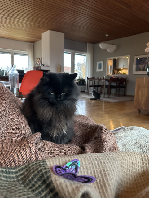 En svart långhårig katt sitter i en soffa och tittar på en lila fjäril i plast