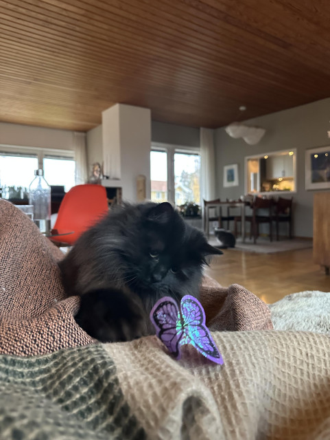 En svart långhårig katt sitter i en soffa och tittar på en lila fjäril i plast, ena tassen är utsträckt mot fjärilen
