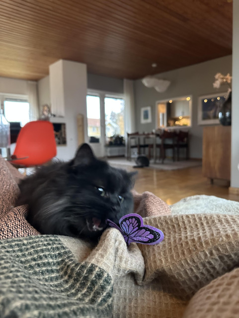 En svart långhårig katt sitter i en soffa och lutar sig fram och nosar på en lila fjäril i plast