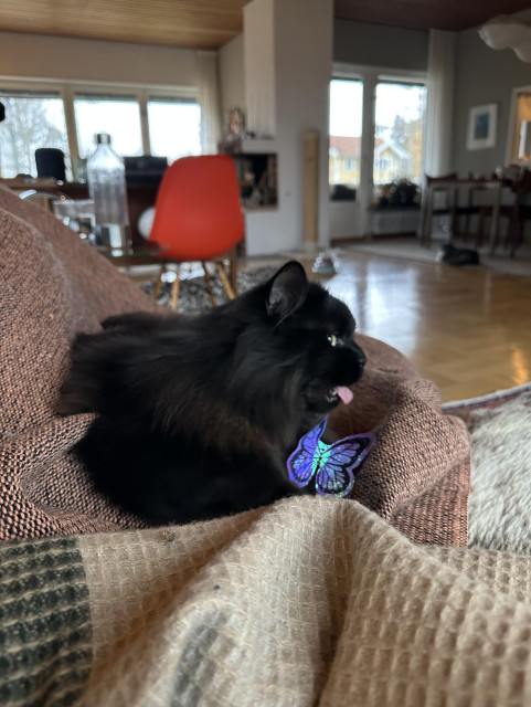 En svart långhårig katt sitter i en soffa med en lila fjäril i plast som kan och den rosa tungan ute