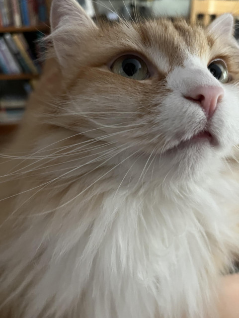 A very soft looking Gus the cat gazes to the upper right 