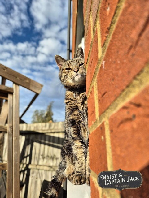 A Moment of Autumn Sunshine

The photograph uses a dramatic perspective, slightly from below and looking up at Captain Jack against a bright blue sky with scattered fluffy clouds. The autumn sunshine is intense, brilliantly illuminating Jack's face and fur from above and his eyes are slightly closed while seemingly enjoying the warmth. Sat on the outside of a window sill, he looks regal and inquisitive. The focus is sharp on his face and upper body, while the foreground red brick wall and the background wooden fence are softened, emphasizing the contrast between Captain Jack and his surroundings.

In one corner of the image, a logo reads "MAISY & CAPTAIN JACK - by - PAUL JACKSON" providing context for the cat's name and crediting the photographer. 