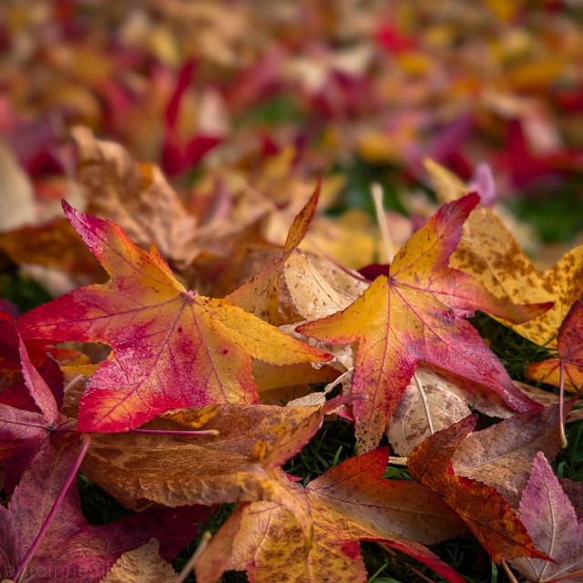 A close-up, low-angle view of a carpet of fallen autumn leaves. The image is dominated by several large, star-shaped leaves that are vividly colored in the warm hues of the season. The colors transition dramatically, featuring bright red and deep crimson at the edges and centers, fading into rich yellow and golden orange.