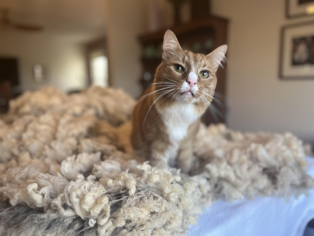 Sir Wobbles, an orange cat, in the middle of sheep fleece on a table. 