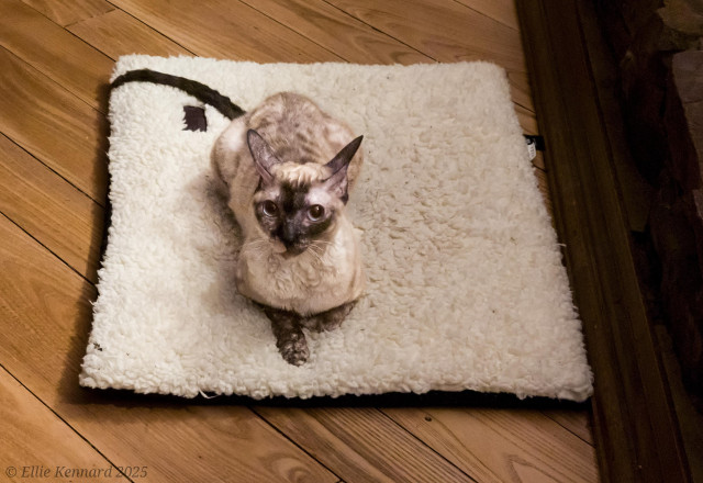 A cat with Siamese tortie colouring and short wavy hair is lying on a fluffy white mat on a wood floor next to a dark wood hearth edge.