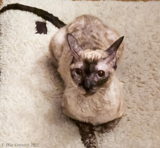 A close up of the same cat so we see her pretty Siamese tortie colouring, wavy hair and blue eyes.