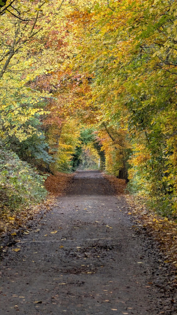 Autumnal tunnel of trees