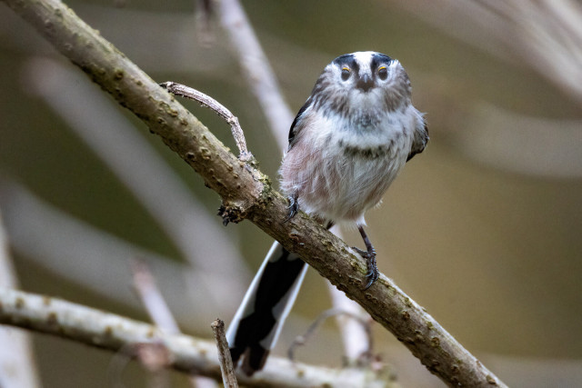 Schwanzmeise auf einem Ast blickt direkt in die Kamera