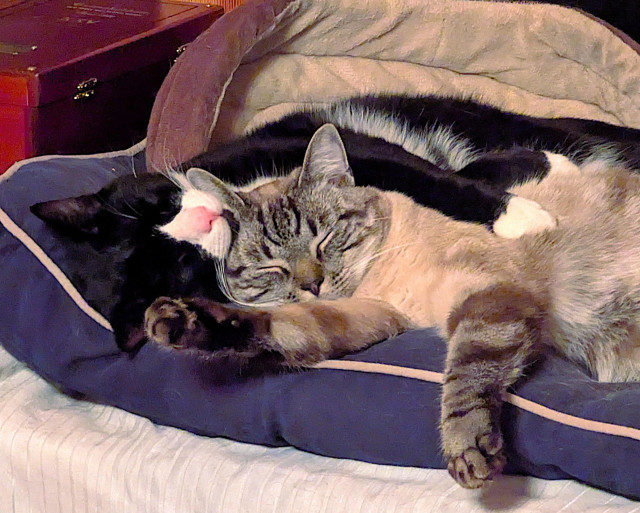 Two cats are contentedly sleeping together on a blue mattress. A gray tabby cat is in front, laying on his side with his front legs out in front of him. A black and white tuxedo cat is laying behind the tabby and has his front paws on the tabby's side. Their heads are snuggled together.