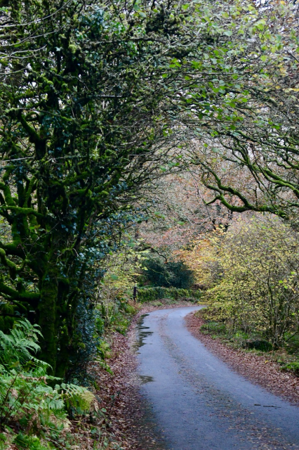 Lane at Huccaby in Autumnal colours,