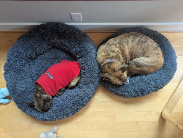 Overhead photo of brindle French bulldog lying in a large dog bed, next to a larger brindle dog lying in a smaller dog bed