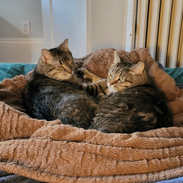 Dieter and Quatro, two gret tabby cats, are snuggling together on a brown plush blanket.
