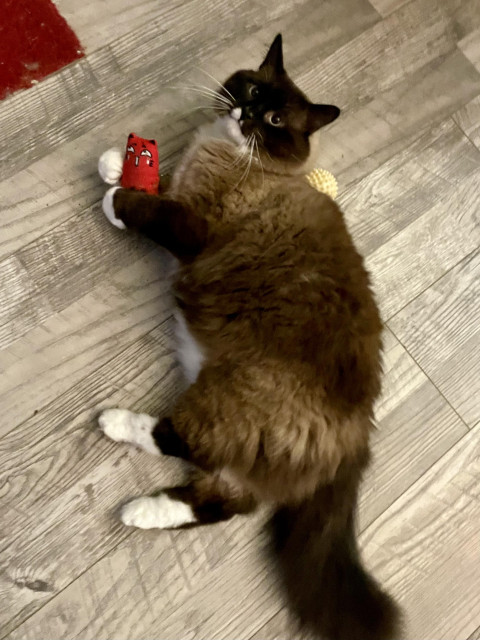 Beau, a three year old Ragdoll-ish handsome boi, playing with his red kitty plushie that's been marinading in catnip.