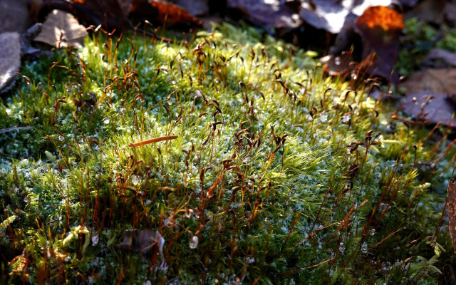 A ray of sunshine falls on a cushion of moss covered with a few early snowflakes.
Water droplets can be seen at the edge of the moss. 