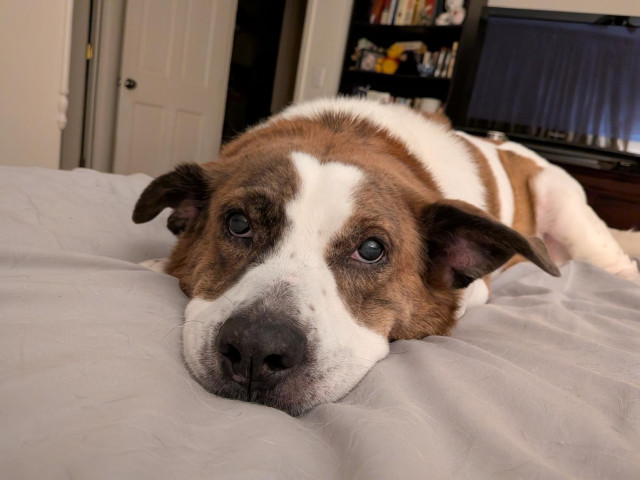 A white and brown dog lying on his (my) bed looking straight at me