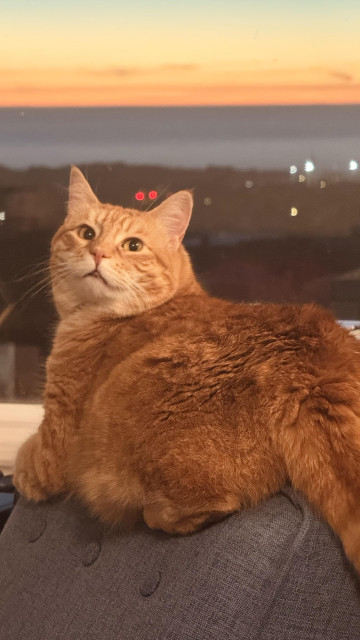 photo of an orange cat from behind. She is perched on a blue armchair, and has turned her head to face the camera with disapproval. through the window behind her, you can see a stunning orange and yellow sunset over the blue Pacific Ocean. 