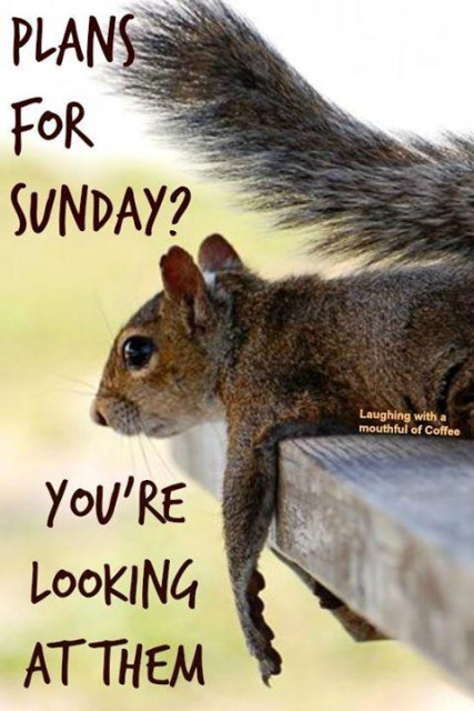 Picture a grey squirrel flooped over the arm of a wooden bench. 
The caption reads: “PLANS FOR SUNDAY?
YOU'RE LOOKING AT THEM”