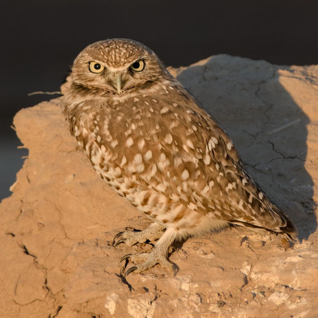A color square photo of a small owl standing on a mound of brown dirt. The owl faces toward the left with its head turned, looking at the camera. It's dawn, so there's a long shadow behind the owl. The owl is mostly a golden brown with white splotches. It's eyes are large, round, and yellow. The rising sun is reflected in its right pupil. It's legs are bare with very large feet and talons.