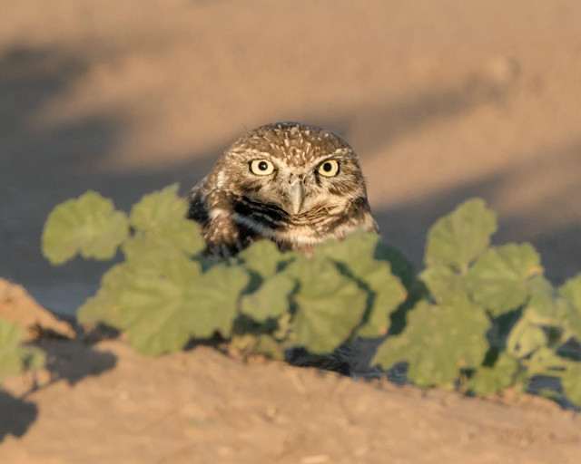 A color landscape photo of a small owl looking directly at the camera with its big round yellow eyes with round black pupils. All that can be seen of the owl is its head as it is behind a vine like plant, with medium size leaves, that is growing along the ground in front of the owl. The owl's head feathers and mostly brown with small light beige spots. 