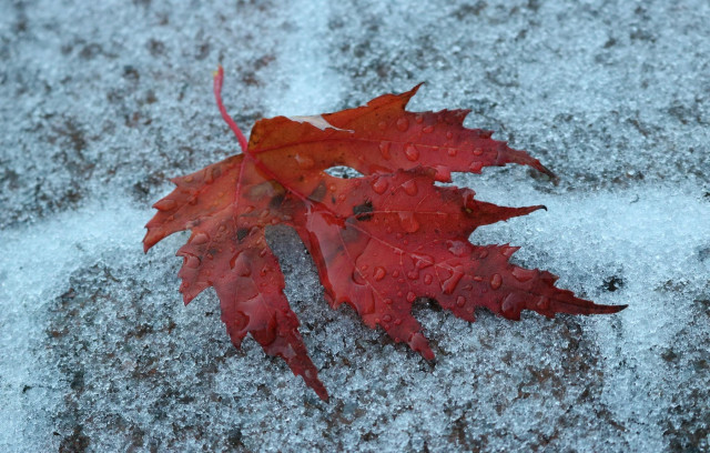 Close-up photograph of a bright red maple leaf on a bed of melting, bluish snow. The leaf is slightly curled and its colours range from bright red to orange and purple, with a few black spots. It is covered in water droplets. The blue of the snow and the red of the leaf create contrast.

Photographie en gros plan d'une feuille d'érable rouge vif sur un sol recouvert de neige bleutée en train de fondre. La feuille est légèrement repliée sur elle-même et elle va du rouge vif à l'orange et au pourpre, avec quelques aches noires. Elle est recouverte de gouttes d'eau. Le bleu de la neige et le rouge de la feuille sont en contraste.