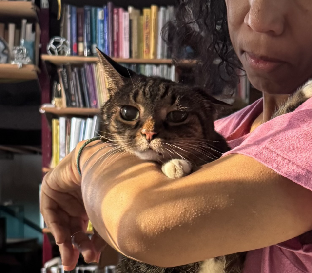 A brown tabby, cat with big eyes being held by me in a purple shirt
