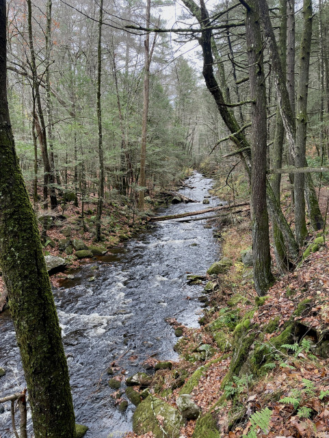 Looking out onto a brook that runs through the woods. Recent rain has lifted the water level and it moves faster, even creating a few rapids as the water goes away from the camera. The brook is 15-20 feet in width and about 1-2 feet high. The brook is fairly straight and its embankments have dense conifers, with a few birches. Further downstream a fallen tree is traversing the brook. Lots of leaves and ferns are also on the sides.