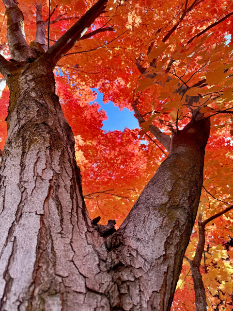 Photo of tree taken while standing next to trunk and looking straight up. The leaves are a brilliant red, lit up by the bright overhead sun. A small patch of blue sky is seen framed by the red leaves. The large tree trunk splits into two smaller trunks which extend up toward the sky.


I took this photo yesterday in a neighborhood in Boise, Idaho. While the leaves on many trees had turned into bright autumn colors, this tree had a particularly bright color. 