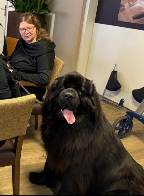 me and Odin (bigger than me) at the dinner table 