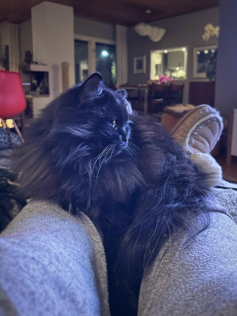 En svart långhårig katt upplyst i blått tv-ljus ligger på sin människas underben och ser nöjd ut. Katten har huvudet i halvprofil med blicken till höger ur bild. I bakgrunden ur fokus ser man ett vardagsrum.