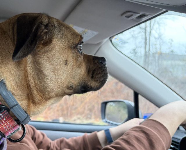 A dog stares out the windshield. Arms clad in an orange, long-sleeves shirt appear to extend from the dog, hands holding the steering wheel. 