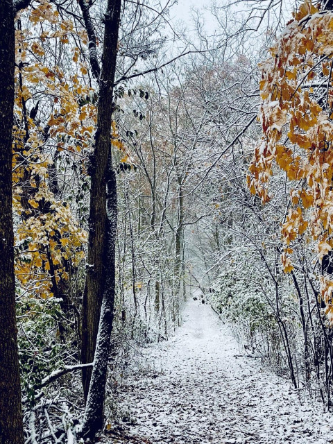 A snowy forest path lined with trees, in the foreground the trail is framed by two trees still displaying orange and yellow leaves. The ground is covered in fresh snow, creating a tranquil winter scene.