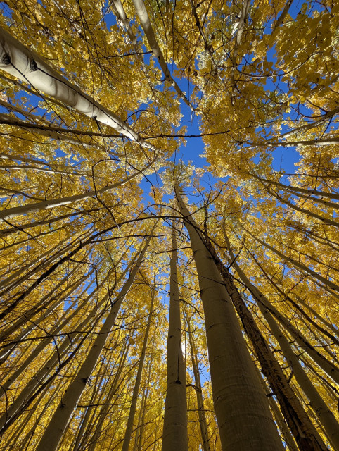 A color photograph looking straight up through fall Aspen trees. The trunks stretch up in grays and whites, the leaves are a brilliant luminous yellow, the sky is the kind of deep blue you only see at altitude.