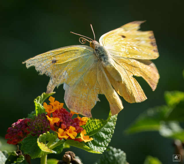 Color photo of a yellow butterfly with its tattered and torn wings spread wide, perched on a cluster of small lantana flowers. 