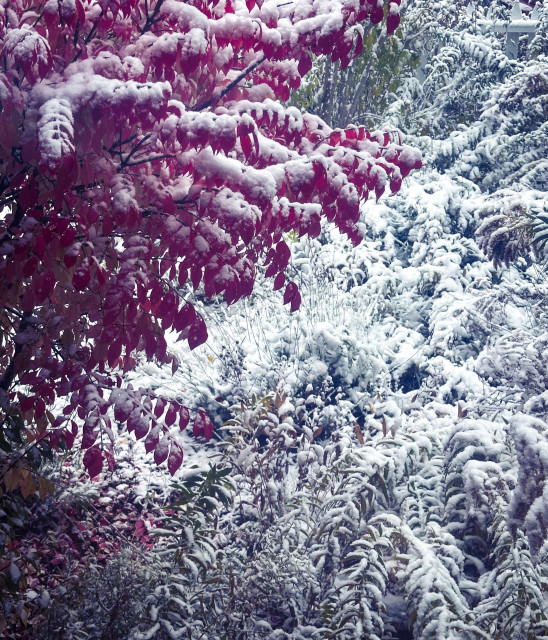 A bush with red laces and a bunch of green plants - they are all covered in snow