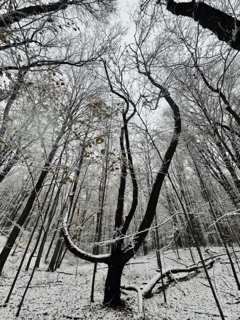 A large tree shaped like a chalice, with  dramatic curling branches, reaches for the sky.  Many other trees in the forest stand around this tree in reverence and there is no question who reigns over the forest. This wise old tree is filled with forest spirits which give shape to its form as it reaches from deep below the ground up to the sun and stars. 