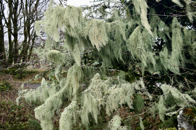 Lichen on a hawthorn 