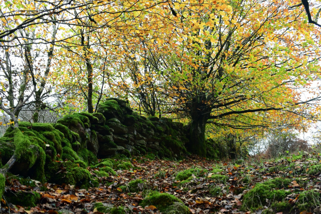 Autumnal beech and mossy wall.