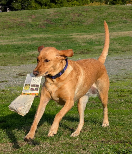 Golden lab running on the grass with a package of tulip bulbs in her mouth.