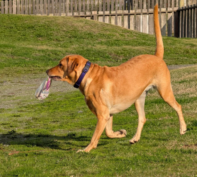 Golden lab running on the grass with a package of tulip bulbs in her mouth.