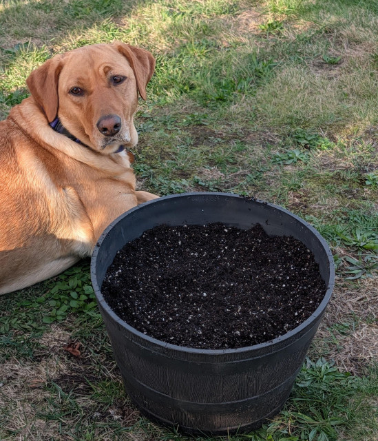 Golden lab is supervising the planting of tulip bulbs in resin pots.