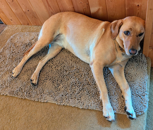 Golden lab is lying on a tan rug with her head leaning against the wood panneled wall in the corner.