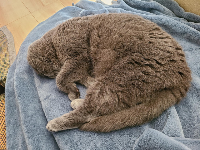 Henry the gray cat apparently grinning while curled up and sleeping on a blue blanket spread over a floor cushion