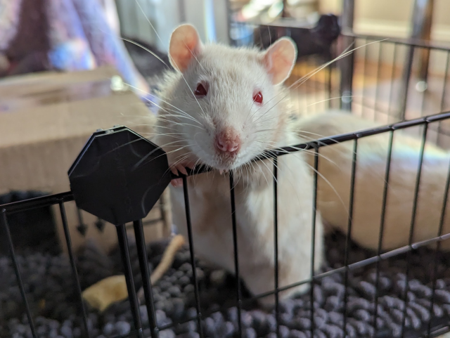 Rolf, a white rat with red eyes, looking out from an open playpen