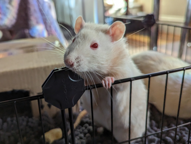 Rolf, a white rat with red eyes, looking out from an open playpen